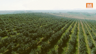 Pasilla Chile Powder Shaker image 8